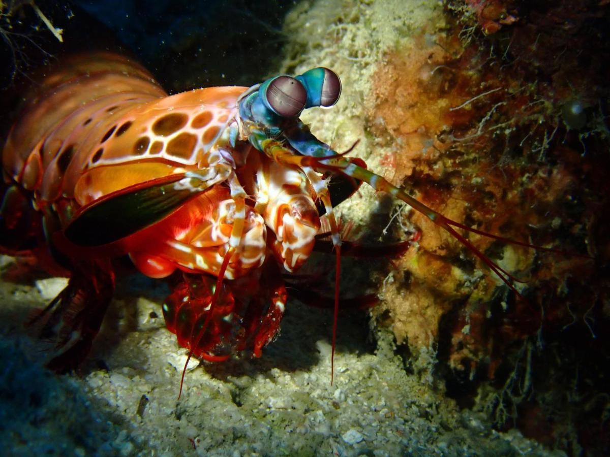 Alegria Dive Resort Экстерьер фото