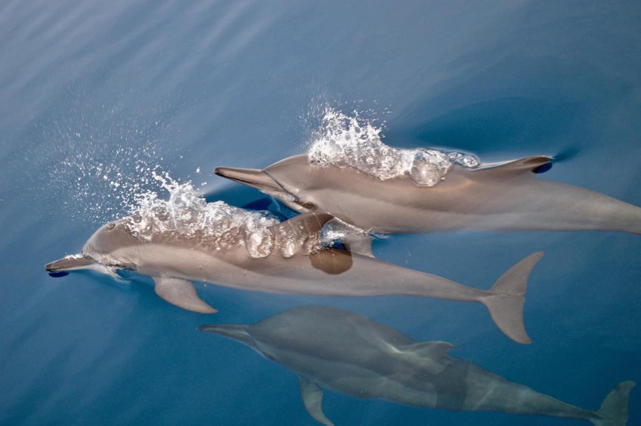 Alegria Dive Resort Экстерьер фото